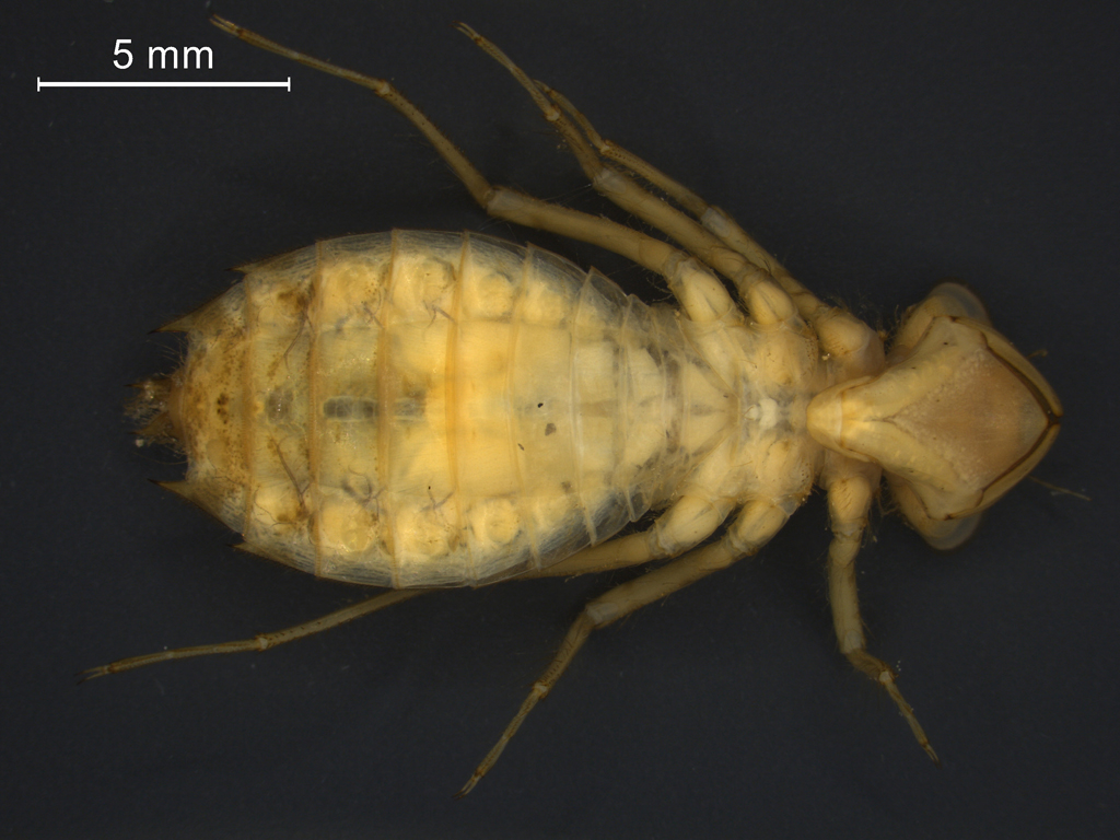 Leucorrhinia albifrons